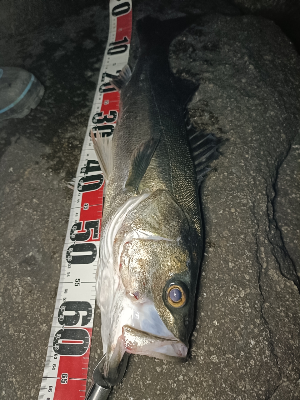 SHIMANO 23ディアルーナ S86L-Sの最安値・インプレ・釣果 | 本音 SHIMANO 23ディアルーナ S86L-Sの最安値・インプレ・釣果 | 本音