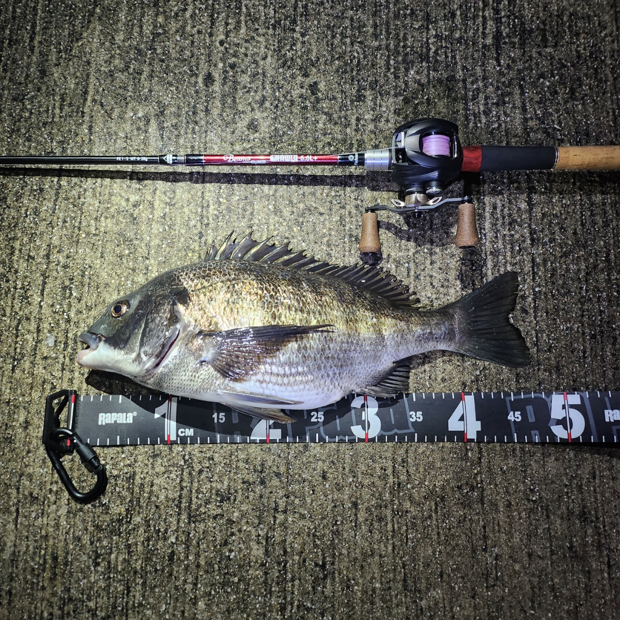 Fishman ビームス CRAWLA 6.6L＋の最安値・インプレ・釣果