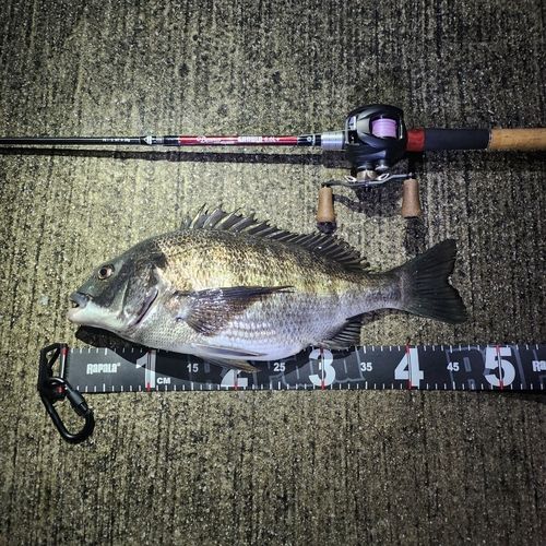 チヌの釣果