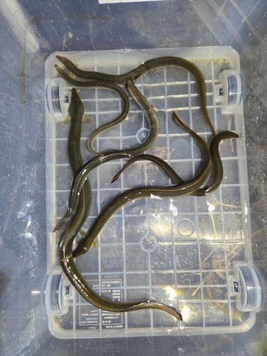 ウナギ