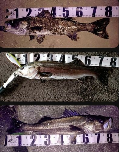 シーバスの釣果