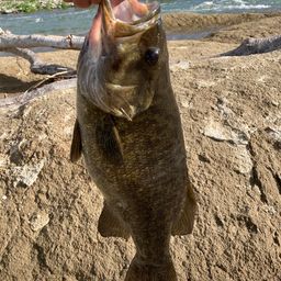 スモールマウスバス