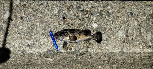 クロソイの釣果