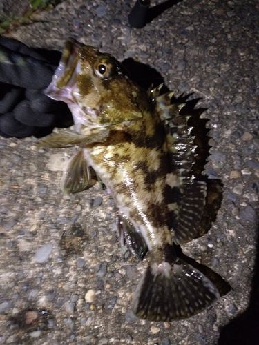 カサゴの釣果