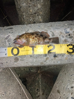 カサゴの釣果