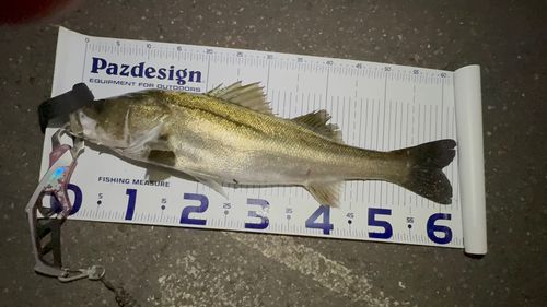 シーバスの釣果