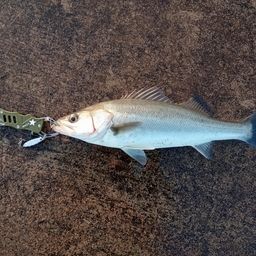 セイゴ（マルスズキ）