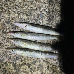 カマス