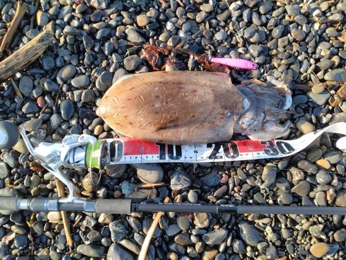 コウイカの釣果