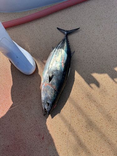カツオの釣果