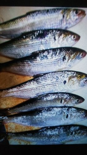 コノシロの釣果