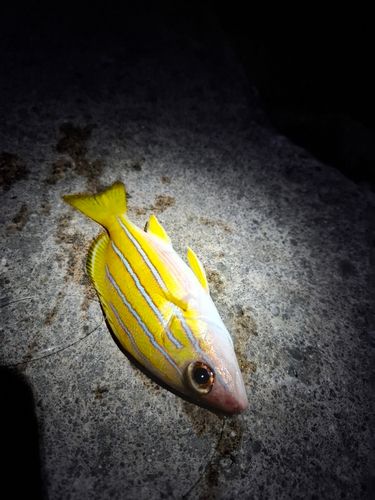 ヨスジフエダイの釣果