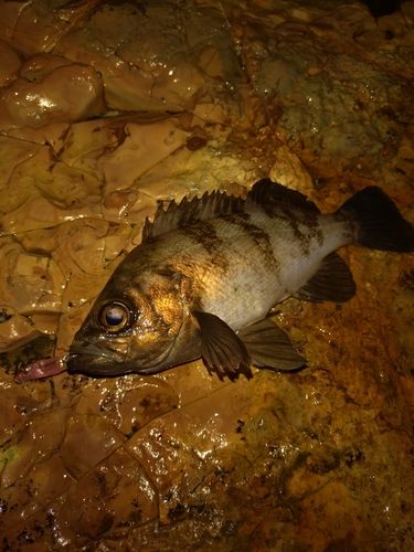 メバルの釣果