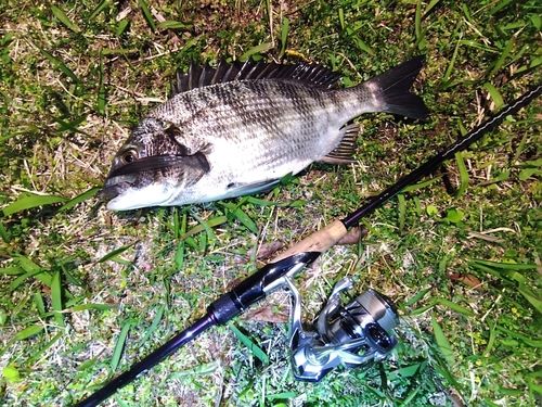 チヌの釣果