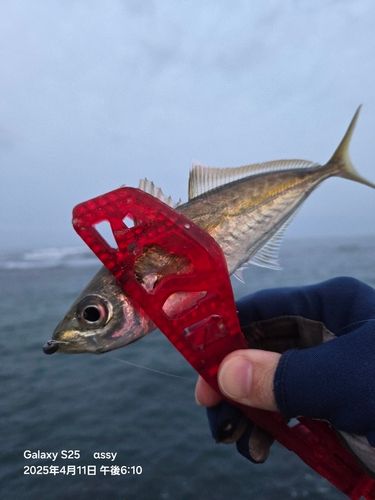 マアジの釣果