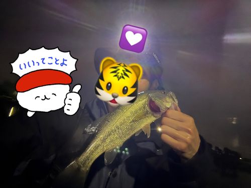 ラージマウスバスの釣果
