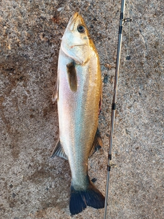 フッコ（マルスズキ）の釣果