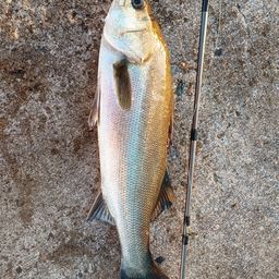 フッコ（マルスズキ）