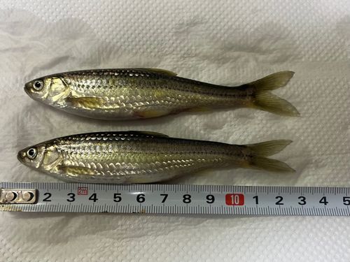 ホンモロコの釣果
