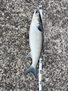 ボラの釣果