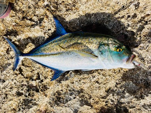 カスミアジの釣果