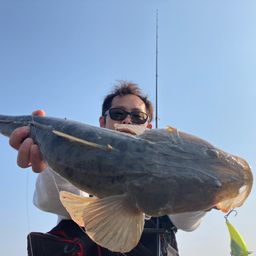 マゴチ