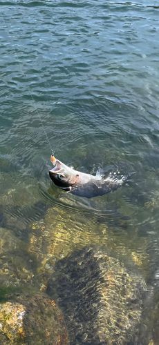 ニジマスの釣果