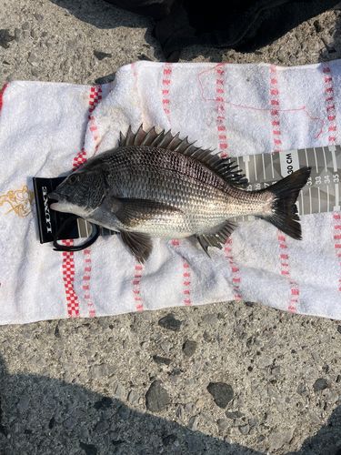 クロダイの釣果