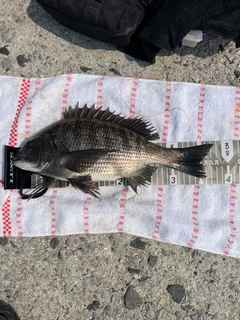 クロダイの釣果