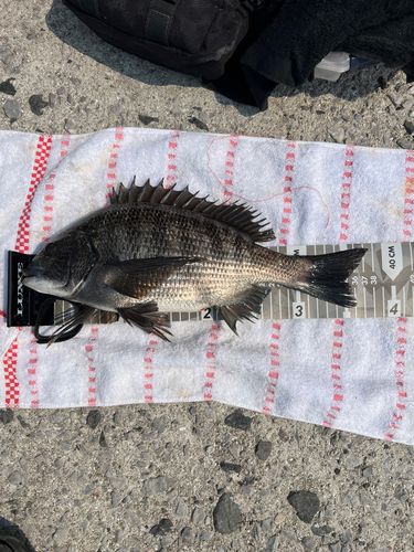 クロダイの釣果