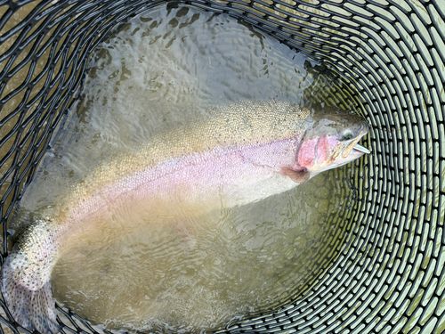 スチールヘッドの釣果