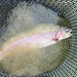 スチールヘッド