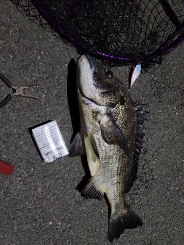 クロダイの釣果