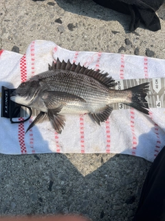 クロダイの釣果