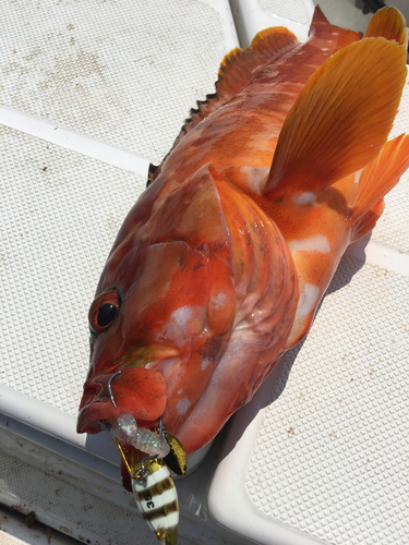 アカハタの釣果