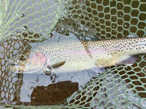 ニジマスの釣果