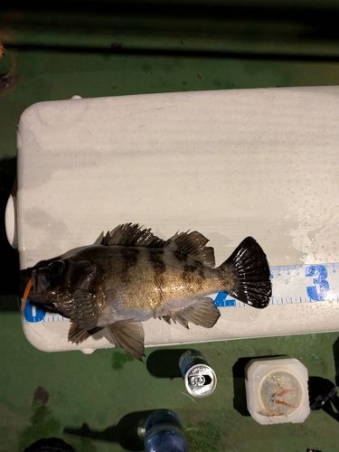メバルの釣果