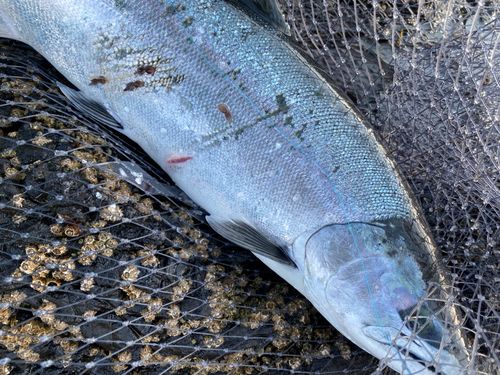 サクラマスの釣果