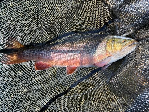 トラウトの釣果