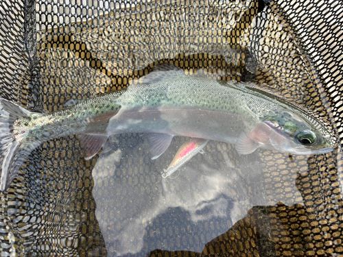 トラウトの釣果