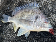 キビレの釣果