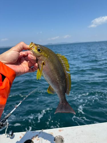イサキの釣果