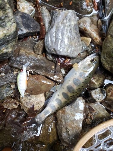 アマゴの釣果