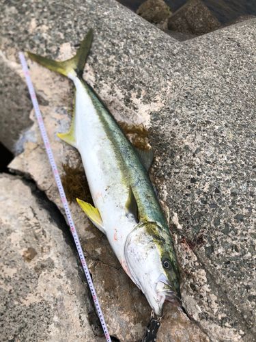 ヒラマサの釣果
