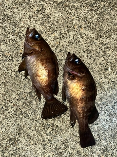 メバルの釣果