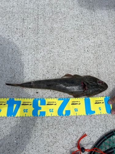 マゴチの釣果