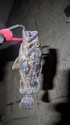 クロソイの釣果