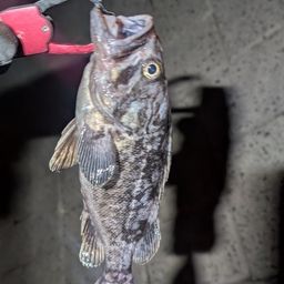 クロソイ