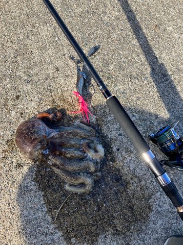 マダコの釣果
