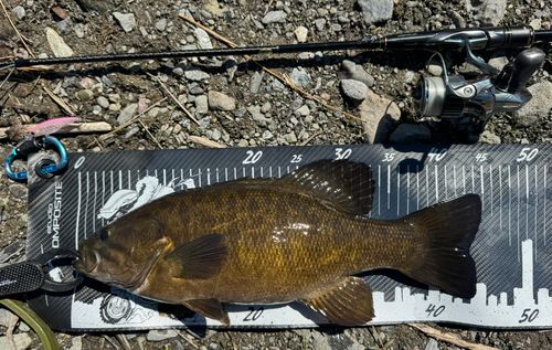 スモールマウスバスの釣果
